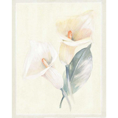 Calla Lily IV Black Modern Wood Framed Art Print with Double Matting by Hargittai, Paul