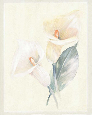 Calla Lily IV White Modern Wood Framed Art Print with Double Matting by Hargittai, Paul