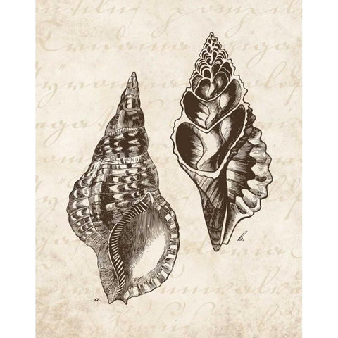 Elegant Shells I - mini Gold Ornate Wood Framed Art Print with Double Matting by Harbick, N