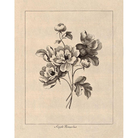 Vintage Ranunculus Gold Ornate Wood Framed Art Print with Double Matting by Harbick, N.