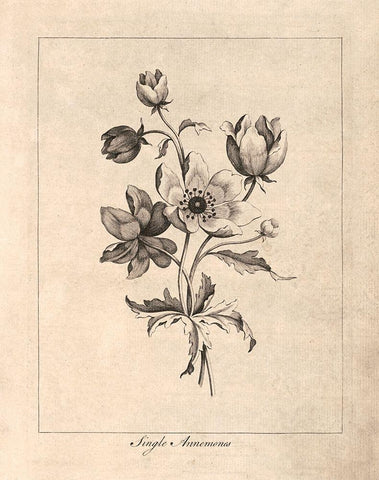 Vintage Anemones Black Ornate Wood Framed Art Print with Double Matting by Harbick, N.