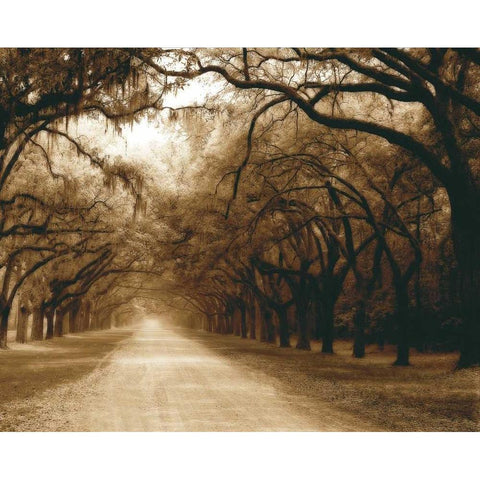 Savannah Oaks I Black Modern Wood Framed Art Print with Double Matting by Hausenflock, Alan