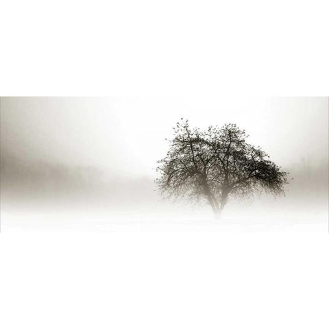 In the Mist I White Modern Wood Framed Art Print by Hausenflock, Alan