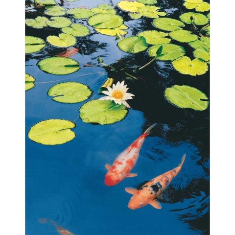 Koi Pond II Black Modern Wood Framed Art Print with Double Matting by Love, Maureen