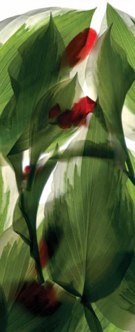 Hosta Begonia Window Black Ornate Wood Framed Art Print with Double Matting by McLemore, Julia