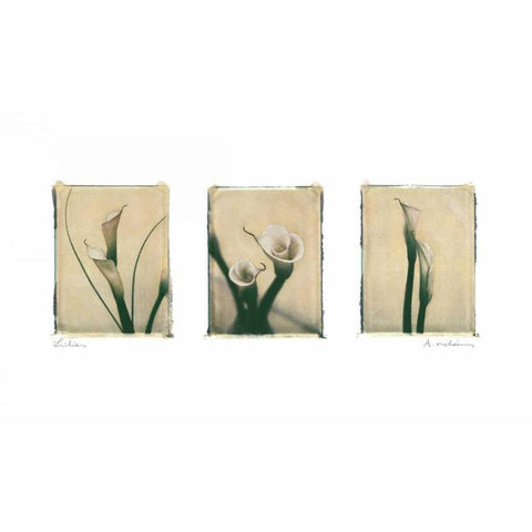 Lilies Black Modern Wood Framed Art Print with Double Matting by Melious, Amy