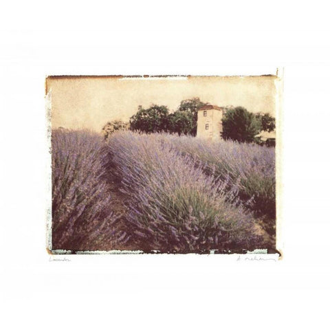 Lavender White Modern Wood Framed Art Print by Melious, Amy