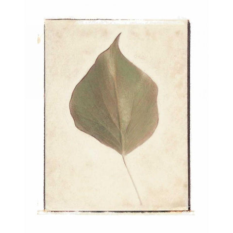 Single Leaf White Modern Wood Framed Art Print by Melious, Amy