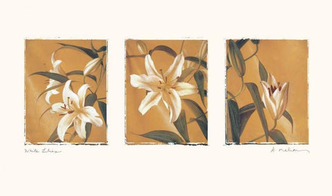 White Lilies White Modern Wood Framed Art Print with Double Matting by Melious, Amy