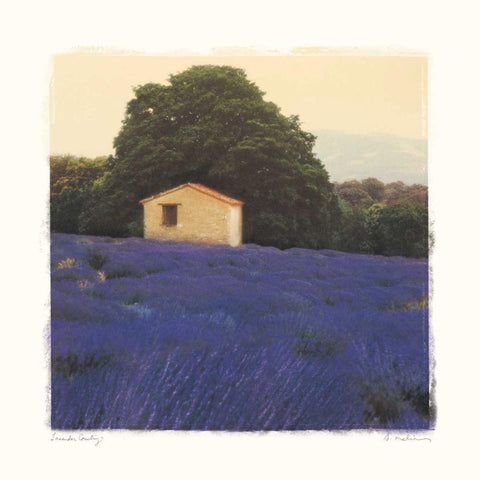 Lavender Country White Modern Wood Framed Art Print with Double Matting by Melious, Amy