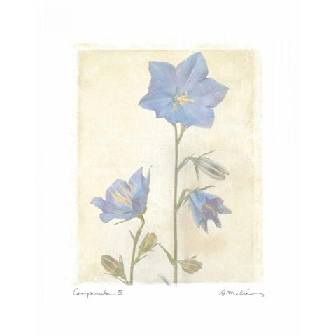 Campanula II Gold Ornate Wood Framed Art Print with Double Matting by Melious, Amy