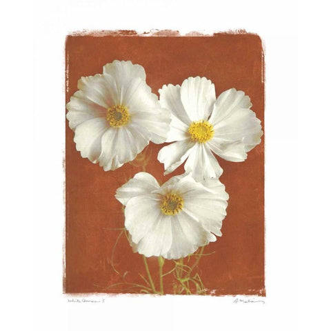 White Cosmos I Gold Ornate Wood Framed Art Print with Double Matting by Melious, Amy