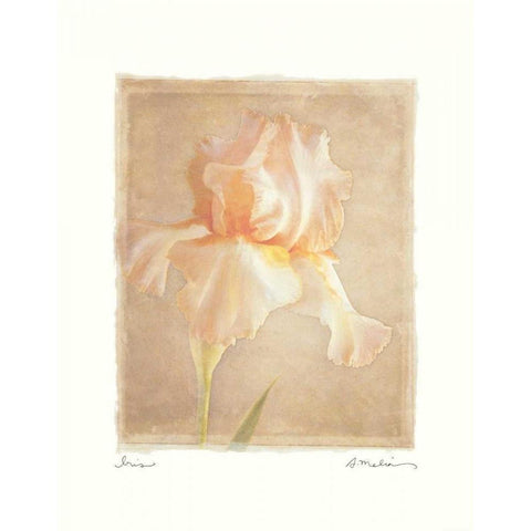 Iris Gold Ornate Wood Framed Art Print with Double Matting by Melious, Amy