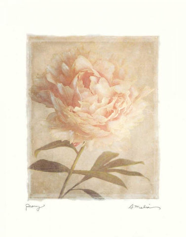 Peony White Modern Wood Framed Art Print with Double Matting by Melious, Amy