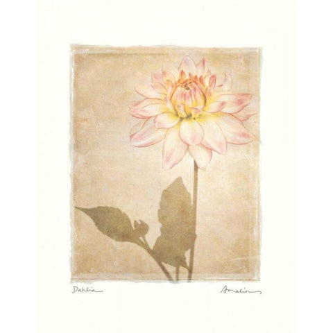 Dahlia White Modern Wood Framed Art Print by Melious, Amy