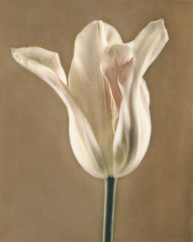 Lumiere Tulip I White Modern Wood Framed Art Print with Double Matting by Melious, Amy