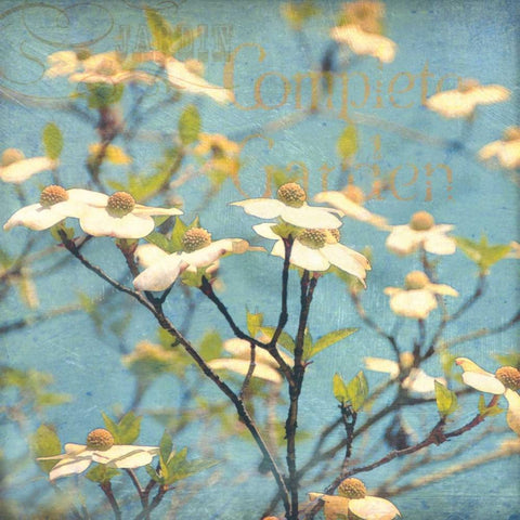 Dogwood I Black Ornate Wood Framed Art Print with Double Matting by Melious, Amy