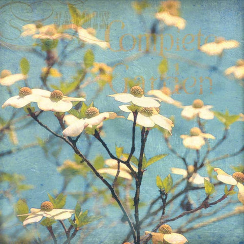Dogwood I White Modern Wood Framed Art Print with Double Matting by Melious, Amy