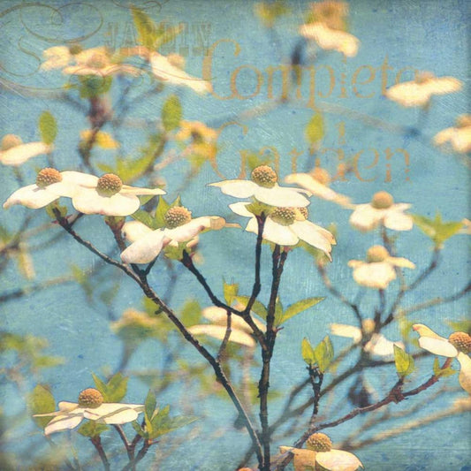 Image Only