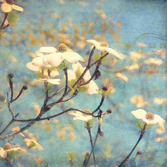 Image Only