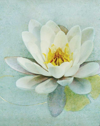 Pond Lily White Modern Wood Framed Art Print with Double Matting by Melious, Amy