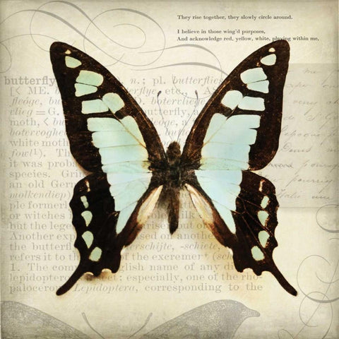 Butterflies Script I White Modern Wood Framed Art Print with Double Matting by Melious, Amy