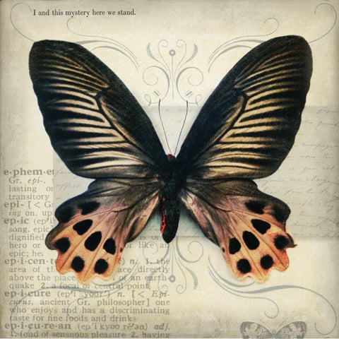 Butterflies Script IV Black Modern Wood Framed Art Print with Double Matting by Melious, Amy