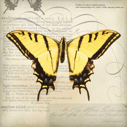 Butterflies Script V White Modern Wood Framed Art Print with Double Matting by Melious, Amy