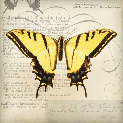 Butterflies Script V Black Modern Wood Framed Art Print by Melious, Amy