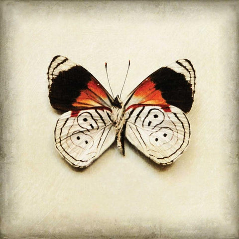 Butterfly 12 Black Ornate Wood Framed Art Print with Double Matting by Melious, Amy