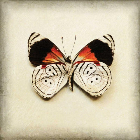 Butterfly 12 White Modern Wood Framed Art Print with Double Matting by Melious, Amy