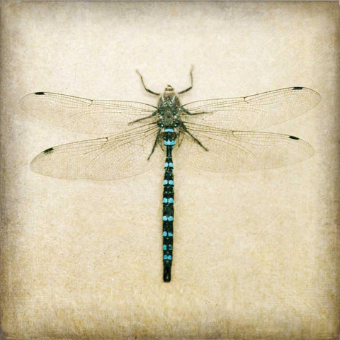 Dragonfly I Black Modern Wood Framed Art Print by Melious, Amy