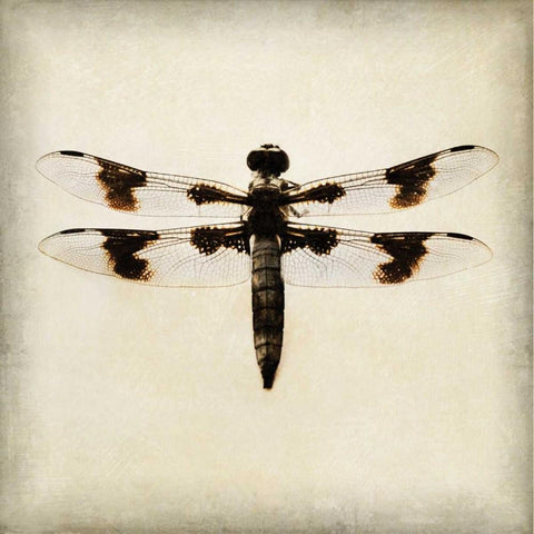 Dragonfly II White Modern Wood Framed Art Print with Double Matting by Melious, Amy