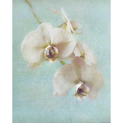 Aqua Floral I Gold Ornate Wood Framed Art Print with Double Matting by Melious, Amy