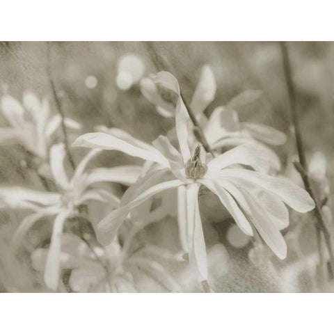 Star Magnolias I White Modern Wood Framed Art Print by Melious, Amy