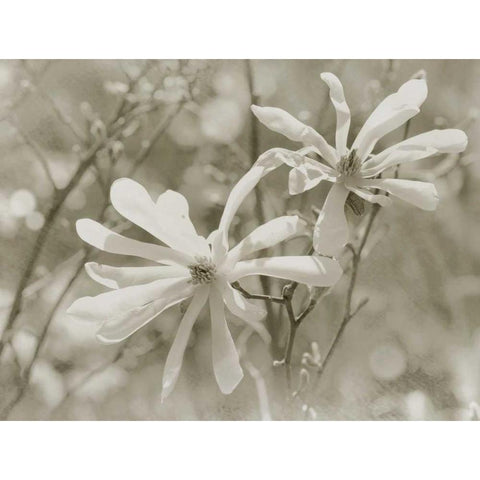 Star Magnolias II Black Modern Wood Framed Art Print with Double Matting by Melious, Amy