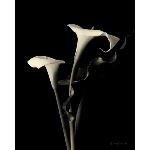 Botanical Elegance Calla III White Modern Wood Framed Art Print by Melious, Amy