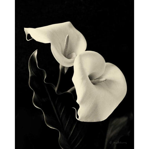 Botanical Elegance Calla IV Black Modern Wood Framed Art Print with Double Matting by Melious, Amy