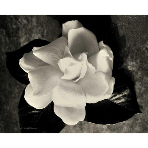 Gardenia Bloom Black Modern Wood Framed Art Print with Double Matting by Melious, Amy