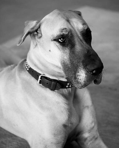 Great Dane Black and White Black Ornate Wood Framed Art Print with Double Matting by Millet, Karyn