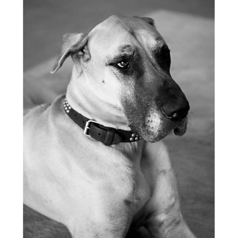 Great Dane Black and White Black Modern Wood Framed Art Print by Millet, Karyn
