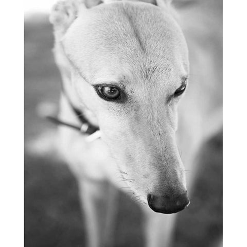 Greyhound Black and White Black Modern Wood Framed Art Print with Double Matting by Millet, Karyn