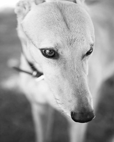 Greyhound Black and White Black Ornate Wood Framed Art Print with Double Matting by Millet, Karyn