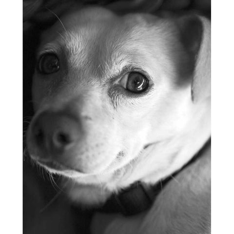 Second Glance Black and White Black Modern Wood Framed Art Print by Millet, Karyn