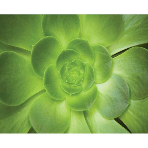 Succulent I Black Modern Wood Framed Art Print with Double Matting by Millet, Karyn