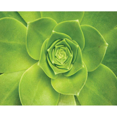 Succulent II Black Modern Wood Framed Art Print with Double Matting by Millet, Karyn