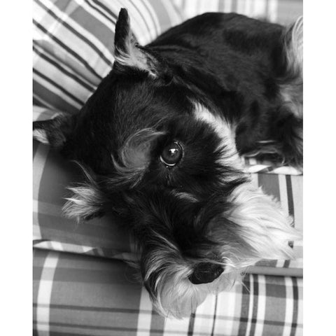 Schnauzer Black and White Black Modern Wood Framed Art Print by Millet, Karyn