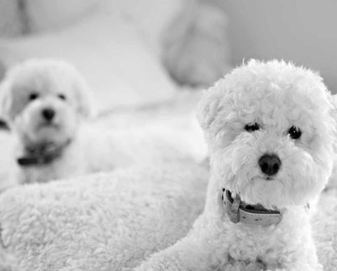 Bichons Black and White White Modern Wood Framed Art Print with Double Matting by Millet, Karyn