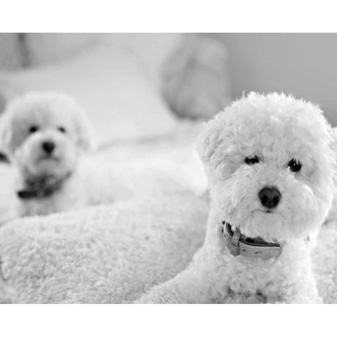 Bichons Black and White Gold Ornate Wood Framed Art Print with Double Matting by Millet, Karyn