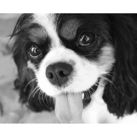 King Charles Spaniel Black and White White Modern Wood Framed Art Print by Millet, Karyn